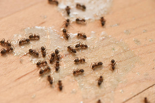 Best Bed Bug Extermination  in Clarkesville, GA