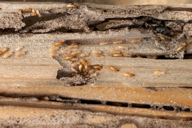Bird Control in Clarkesville, GA